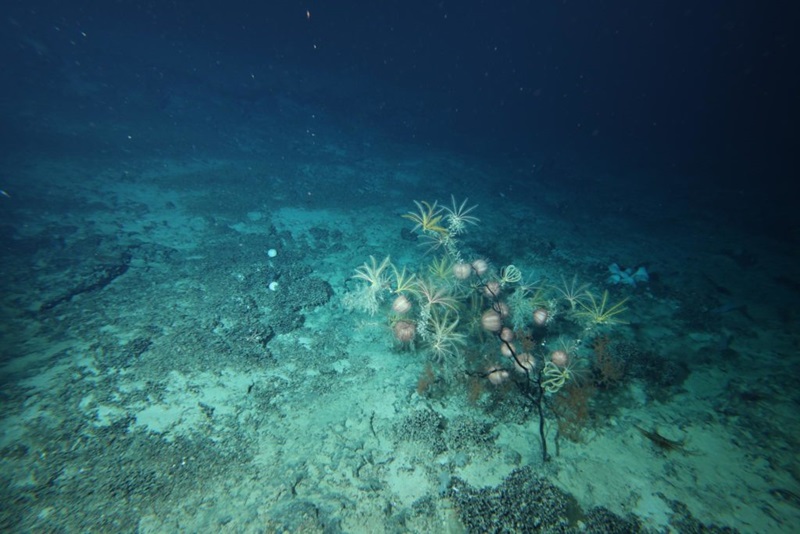 Underwater camera image of sandy seabed with some corals