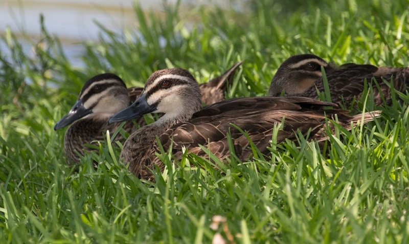Three brownish ducks sitting in green grass.