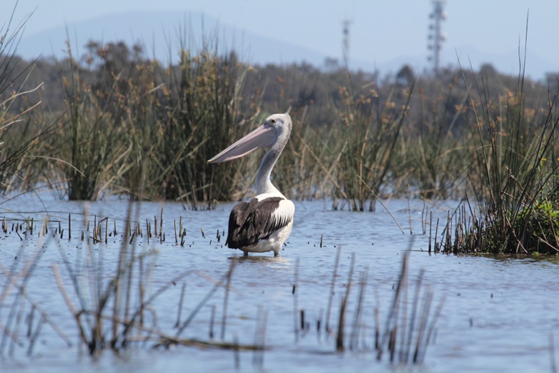 A pelican standing in water