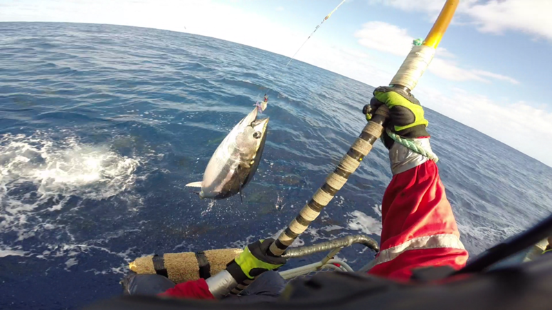 southern bluefin tuna jumping out of the water to catch the end of a pole