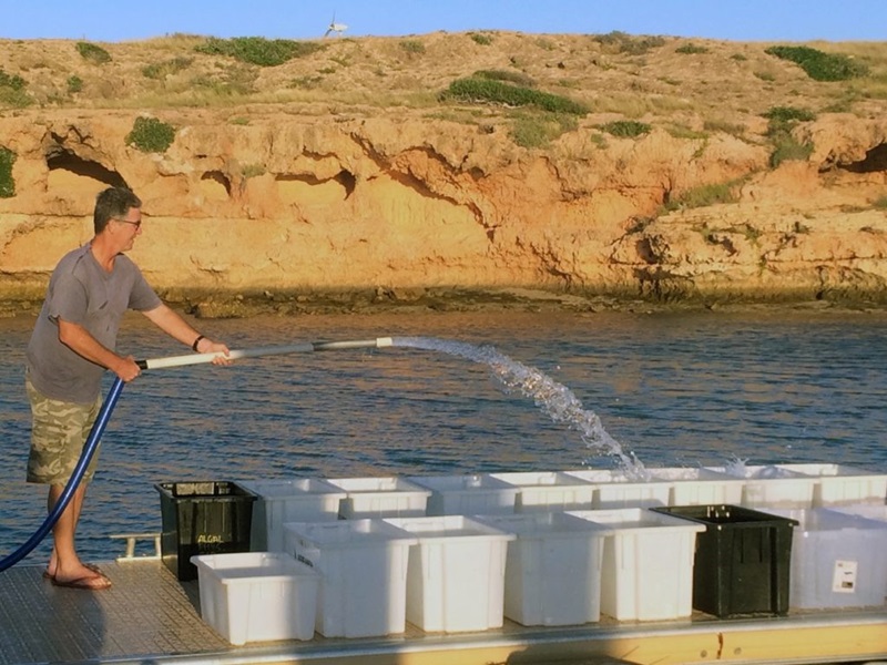 Russ Babcock filling tubs with seawater at Coral Bay jetty, North-Western Australia, to place reproductive coral colonies inside. 