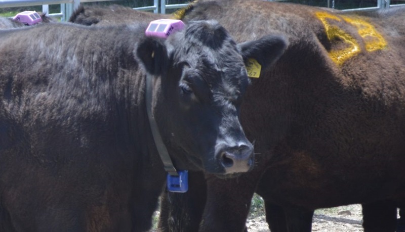 A cow wearing a collar
