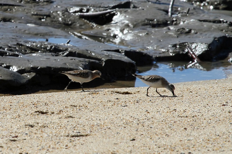 Two small birds on a sandy shoreline