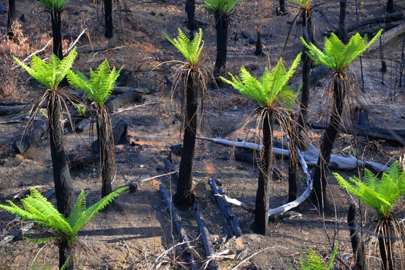 Tree ferns seen resprouting amidst a charred landscape