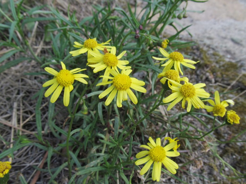 Yellow daisies with yellow centres and petals