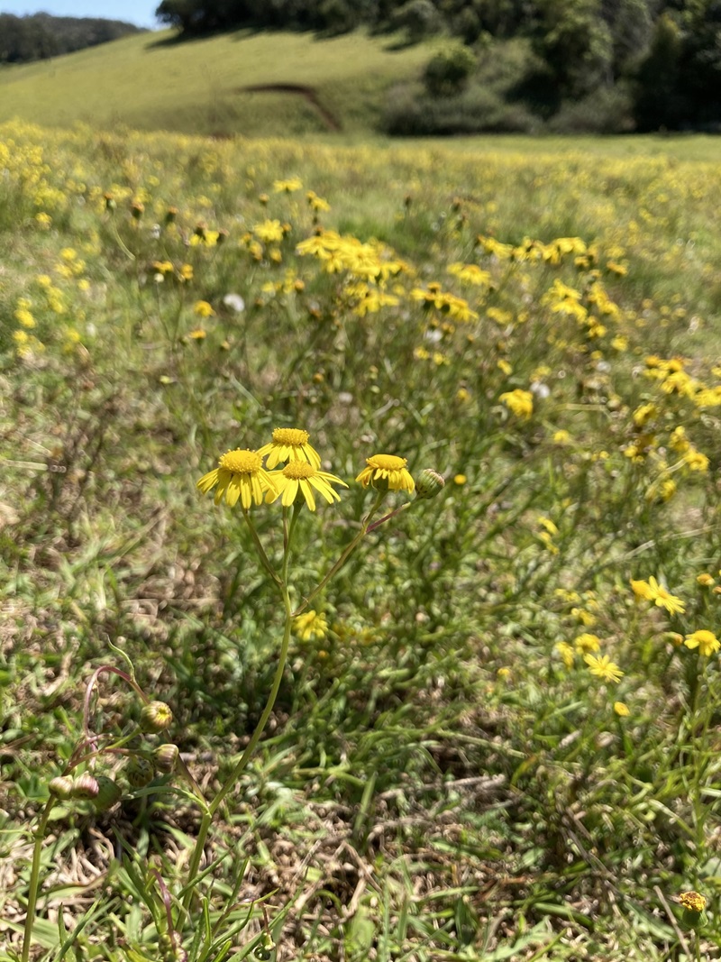 Yellow daisies flowering in a hilly field