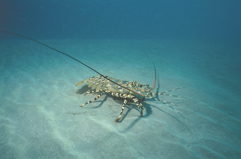 rock lobster