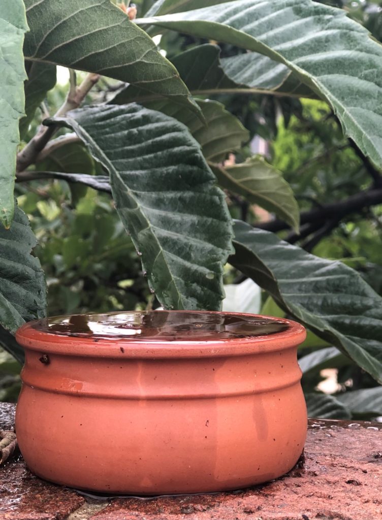 a terracotto dish filled with water with leaves in the background