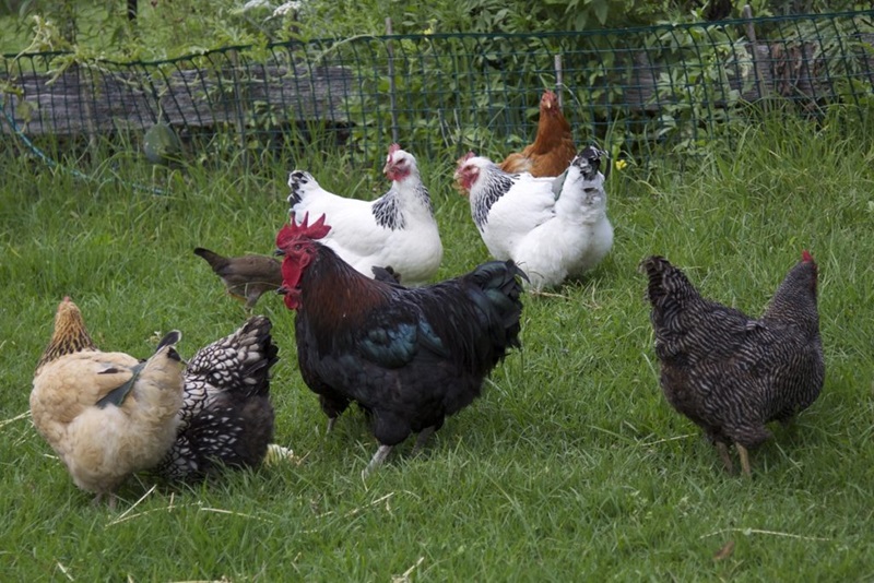 Eight multicoloured chickes in a grassy backyard.