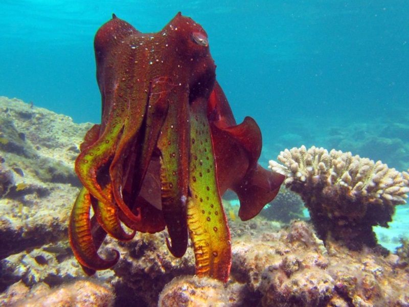 cuttlefish swimming in a reef
