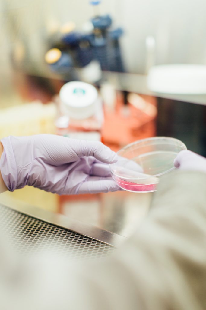 a pair of hands wearing gloves holding a petrie dish .It contains some pink material.