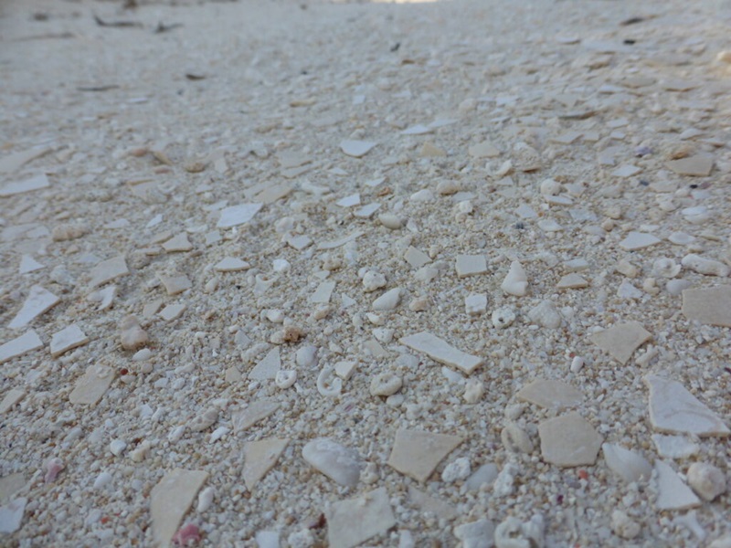 A short stretch of pale coloured sand covered with eggshell fragments