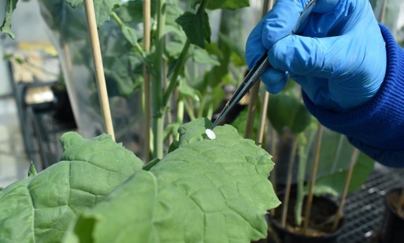 A gloved hand and a large leaf inside a glasshouse.