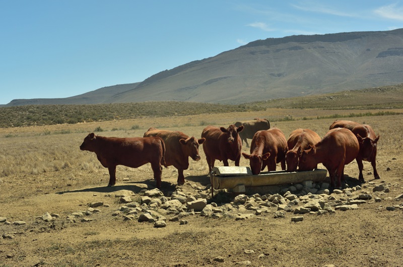Cattle in a pasture drinking from trough