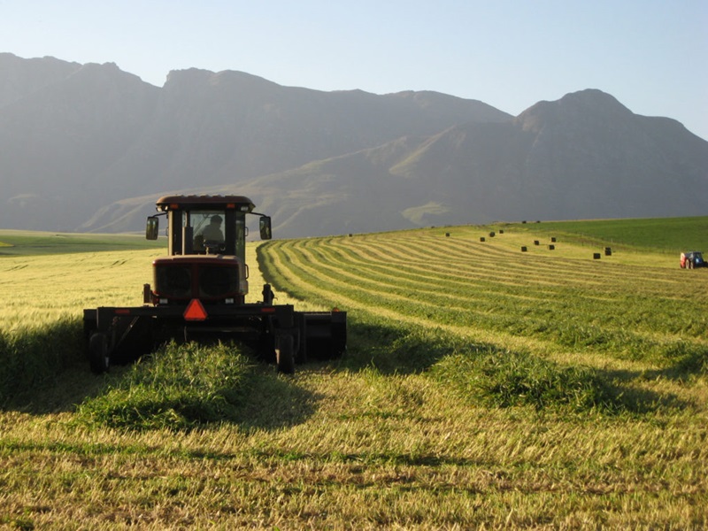 Harvester on South African wheat farm