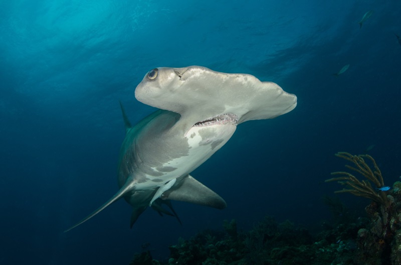 Close up of a scalloped hammerhead viewed from underneath