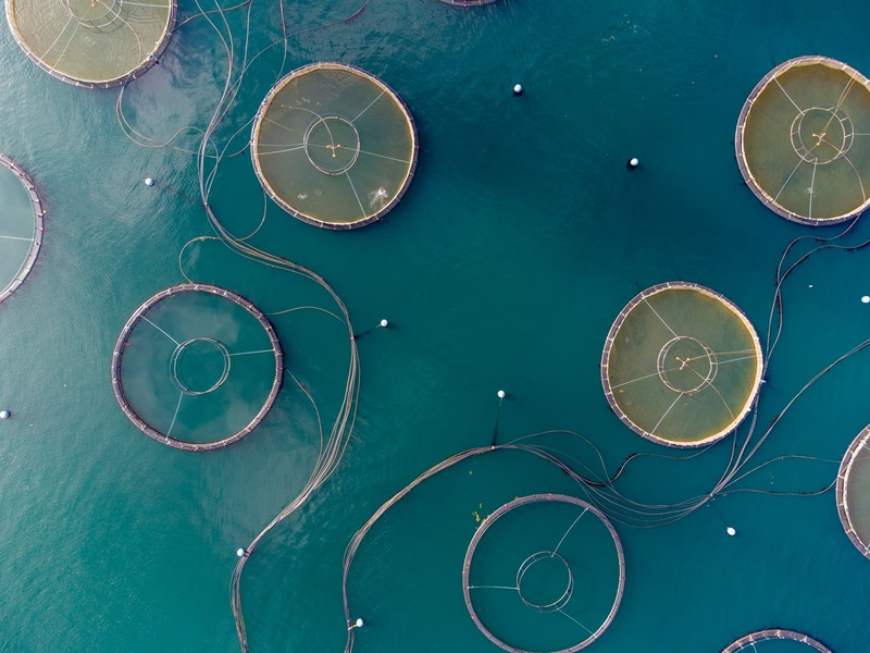 An aerial image of aquaculture