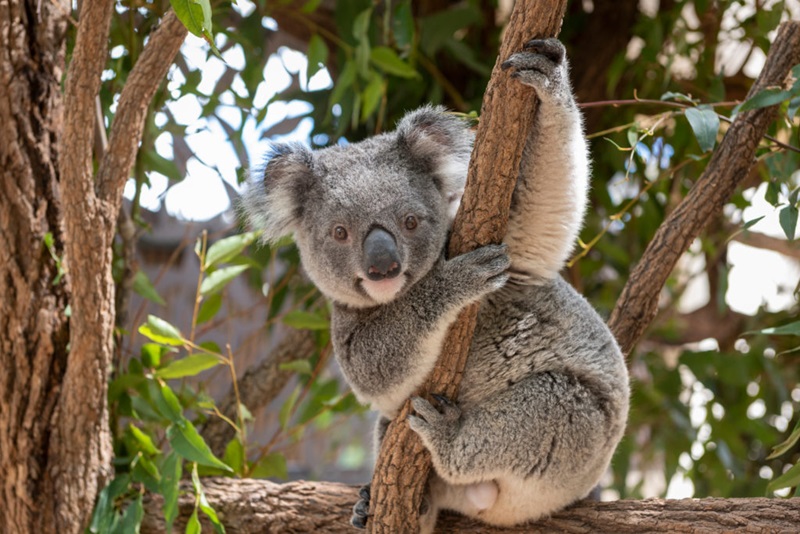 Koala Bear sitting in a tree looking face on. Image by Shutterstock