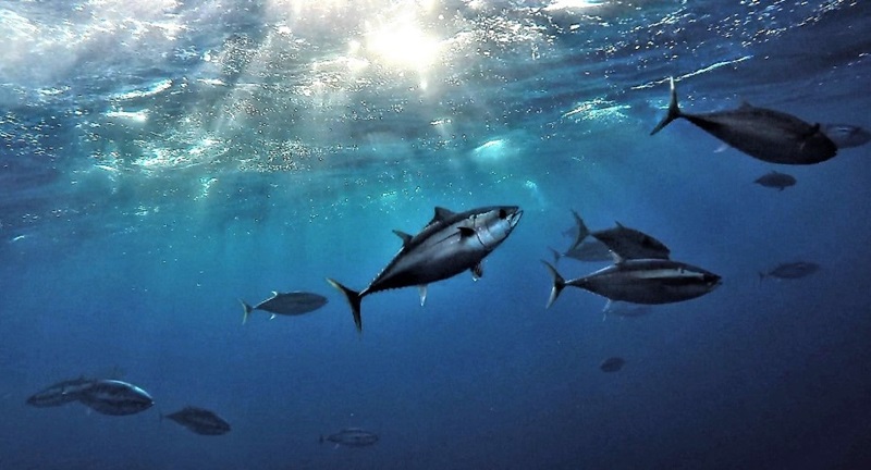 tuna swimming with rays of sunlight shining through the water