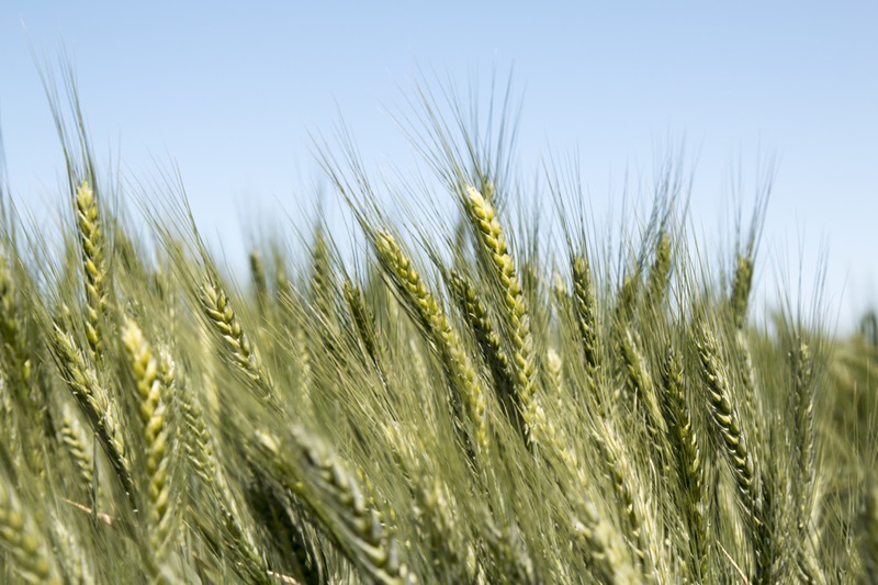 Heads of wheat in a field