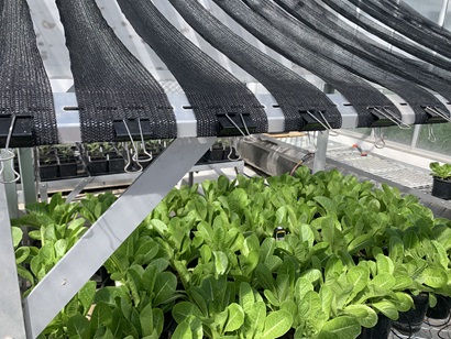 Lettuce plants in a glasshouse with shade cloth positioned above them