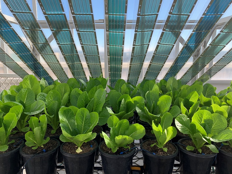 Lettuce plants in a glasshouse with solar films positioned above them