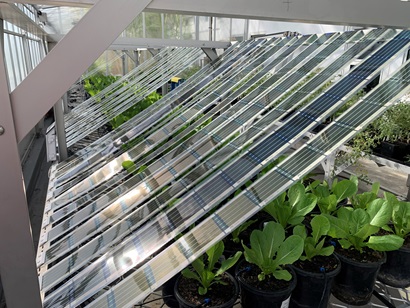 Lettuce plants in a glasshouse with solar films positioned above them