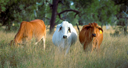Cattle in Australia