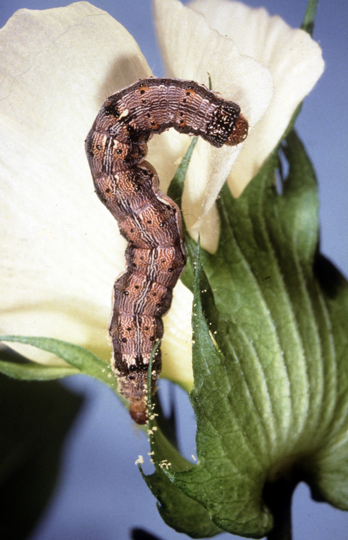 Helicoverpa larva, a brown caterpillar, is munching away on a white cotton flower.