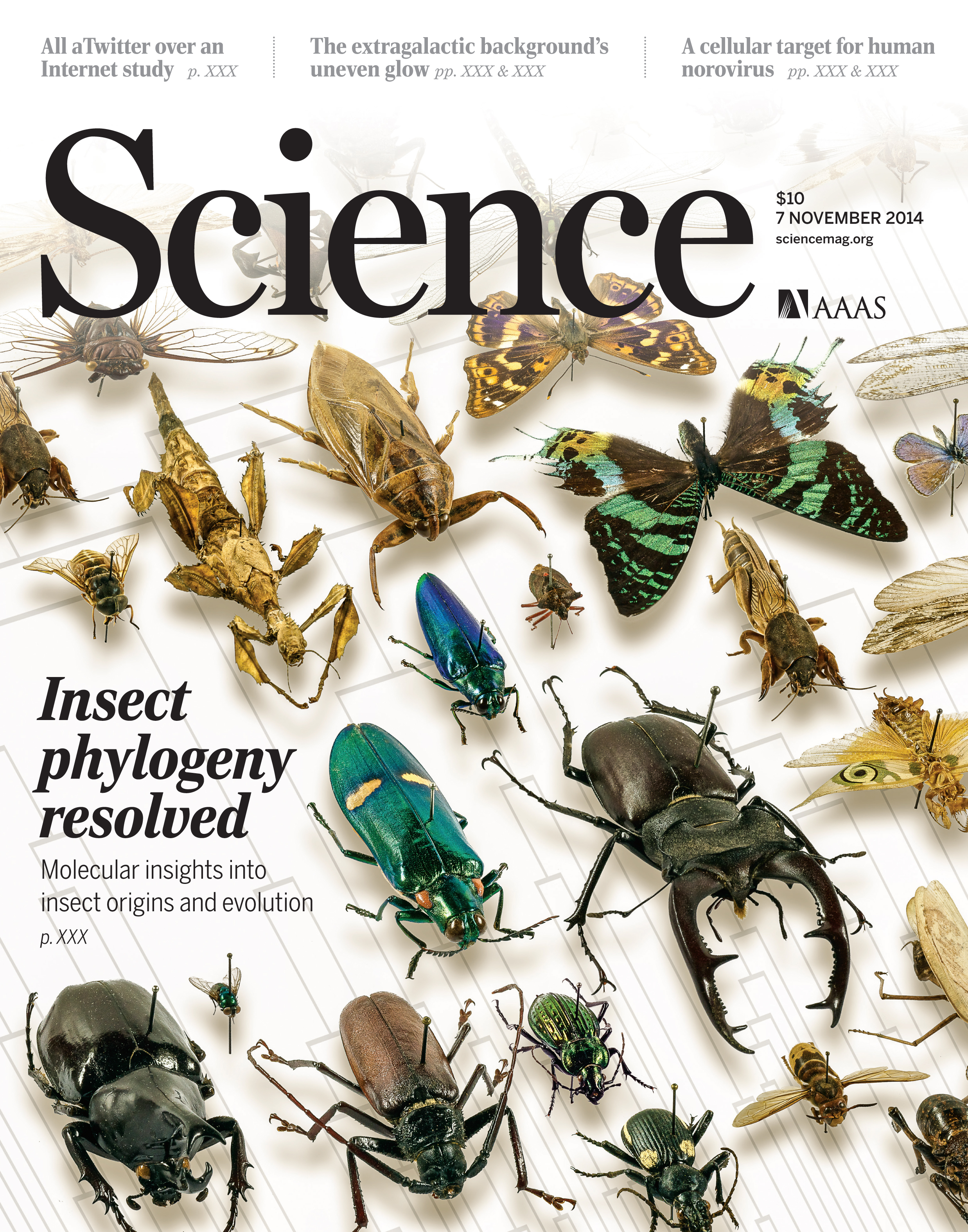 Front cover of Science magazine displaying a variety of insect specimens.