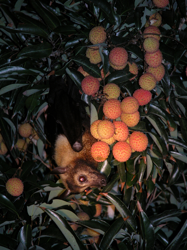 Little brown bat hanging upside down in lychee tree clinging to a bunch of orange fruit