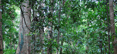 Australian Habitat