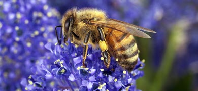 Bee