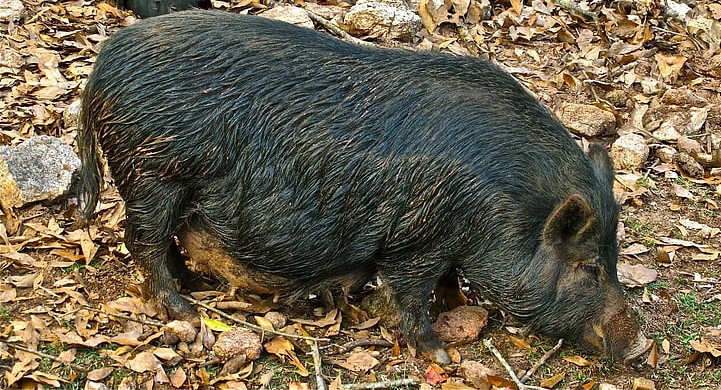 Feral pig