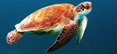 Sea Turtle