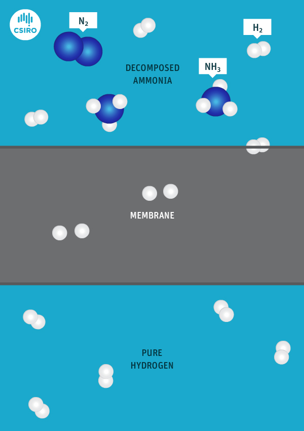 Graphic showing ammonia molecules passing through a membrane to become hydrogen molecules.