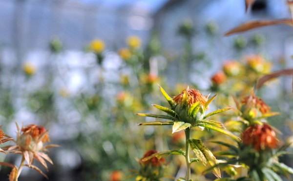 sho safflower csiro safflower plant