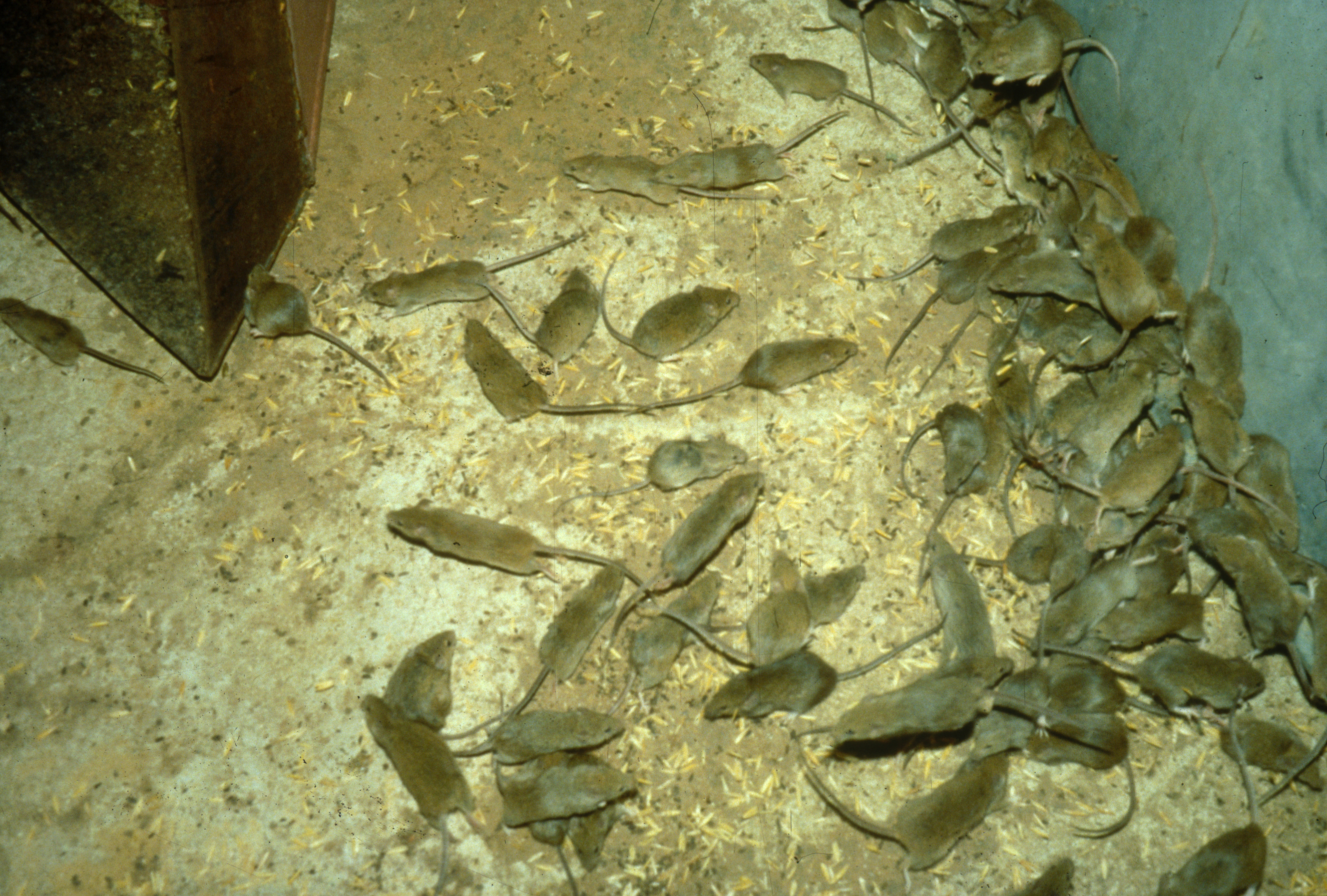 Tracking Australia's mice - CSIRO