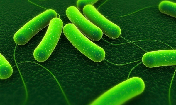 close up of bacteria under fluro green light
