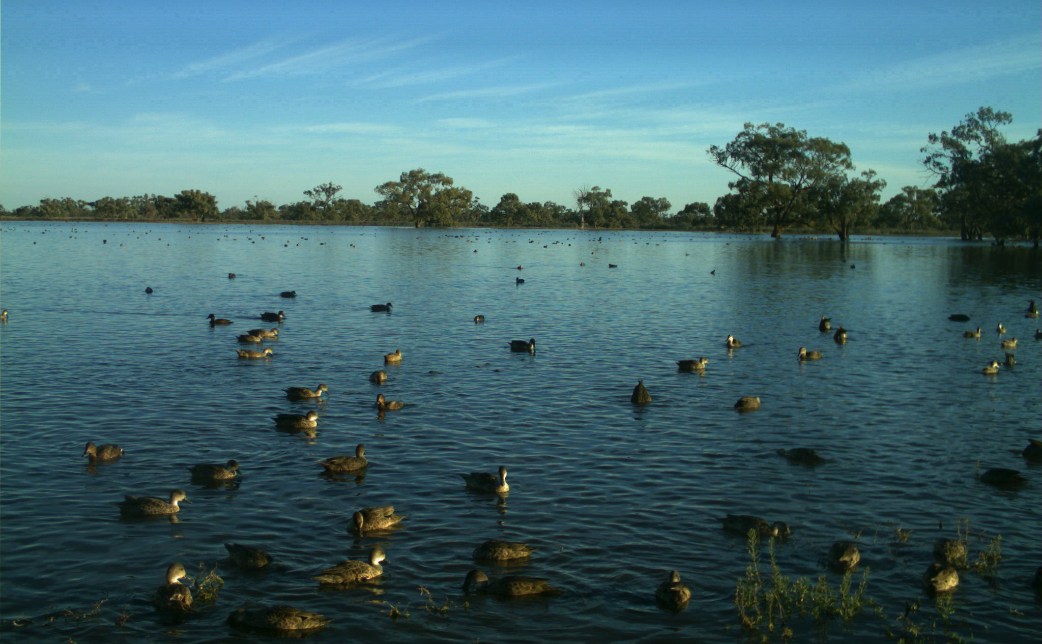 Assessing Ecological Responses To Altered Water Flow Regimes - 