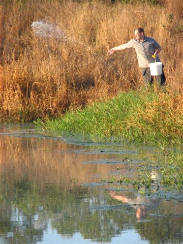 A man holding a bucket standing on the edge of a dam, casting de-contaminant across the water