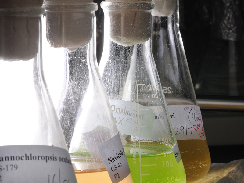 Laboratory beakers containing microalgae cultures in the CSIRO Microalgae Collection laboratory.