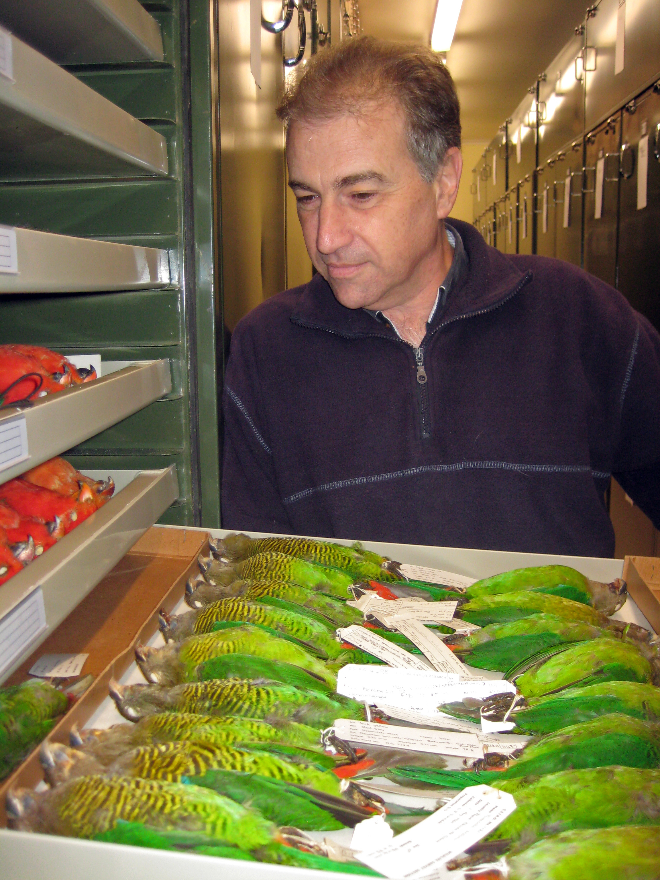 Man behind tray of bird specimens.