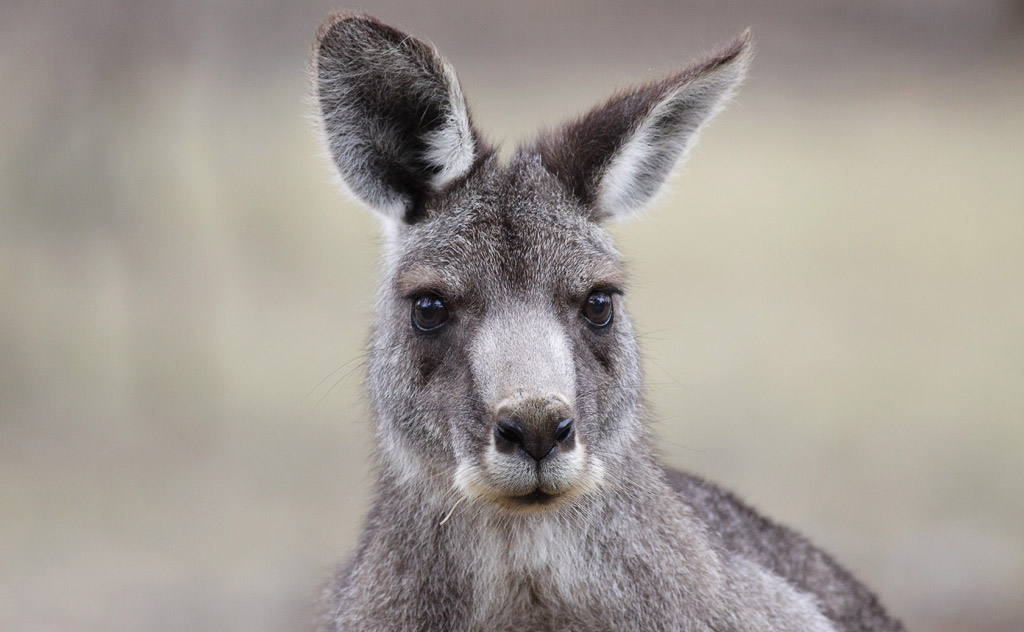 Close up of a grey kangaroo's face