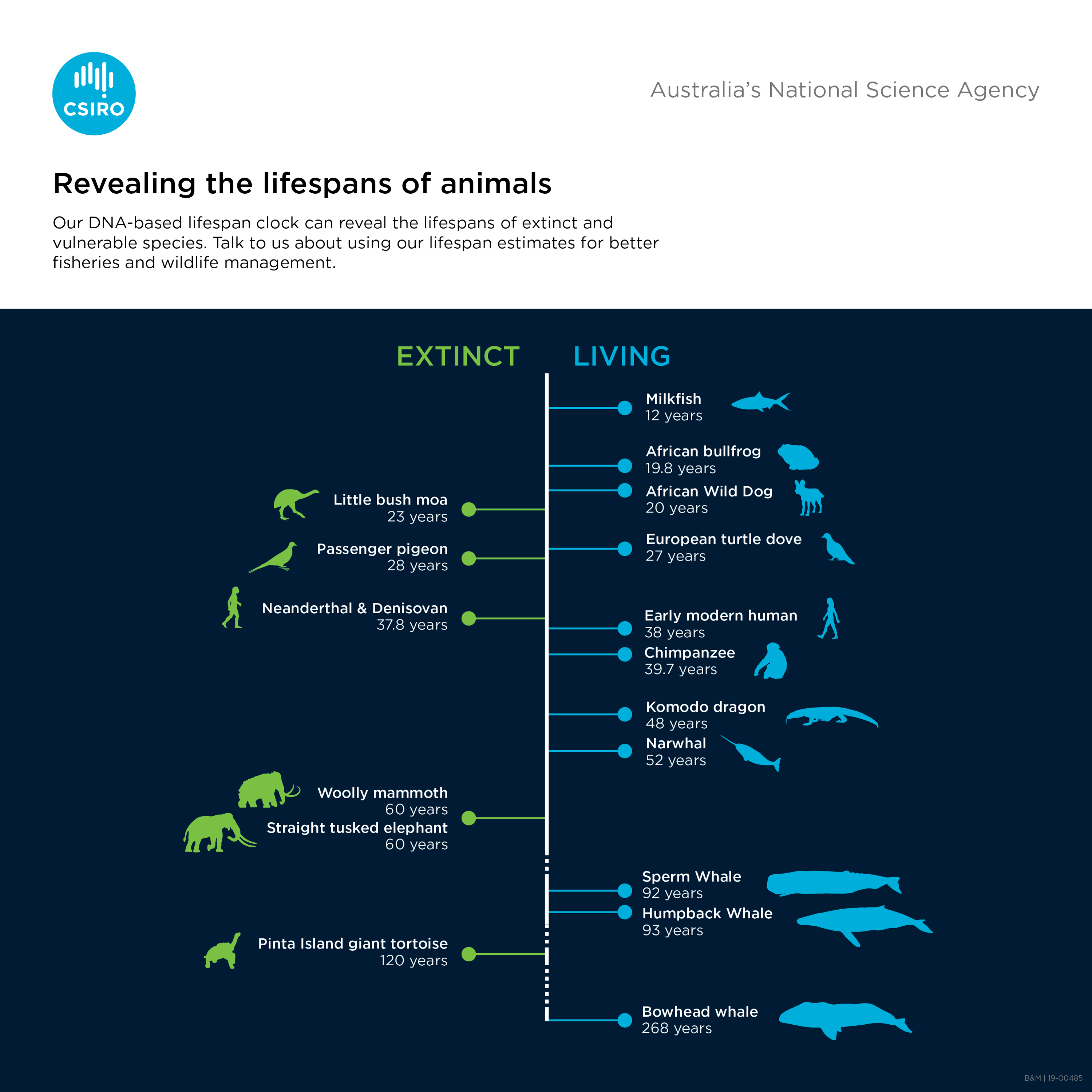 Lifespan Of Various Animals Chart