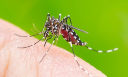 aedes aegypti mosquito on a hand