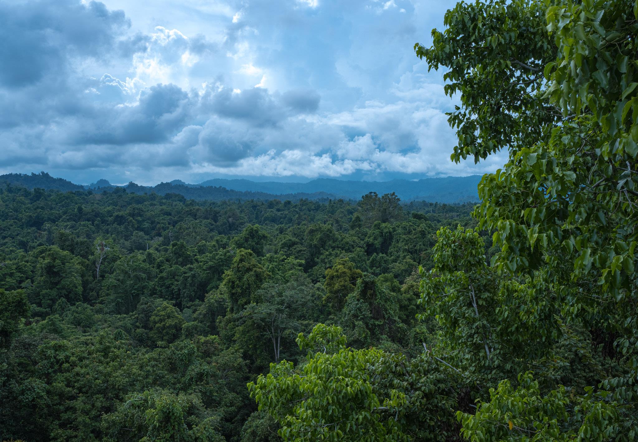 A view across primary forest canopy at Baitabag village, Madang Province, Papua New Guinea with cloudy sky in the distance. 
