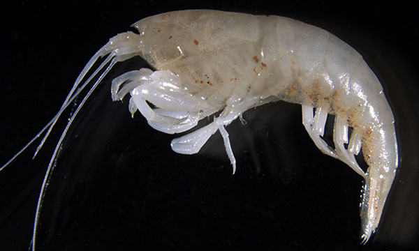 Specimen of the blind shrimp shrimp Parisia unguis.