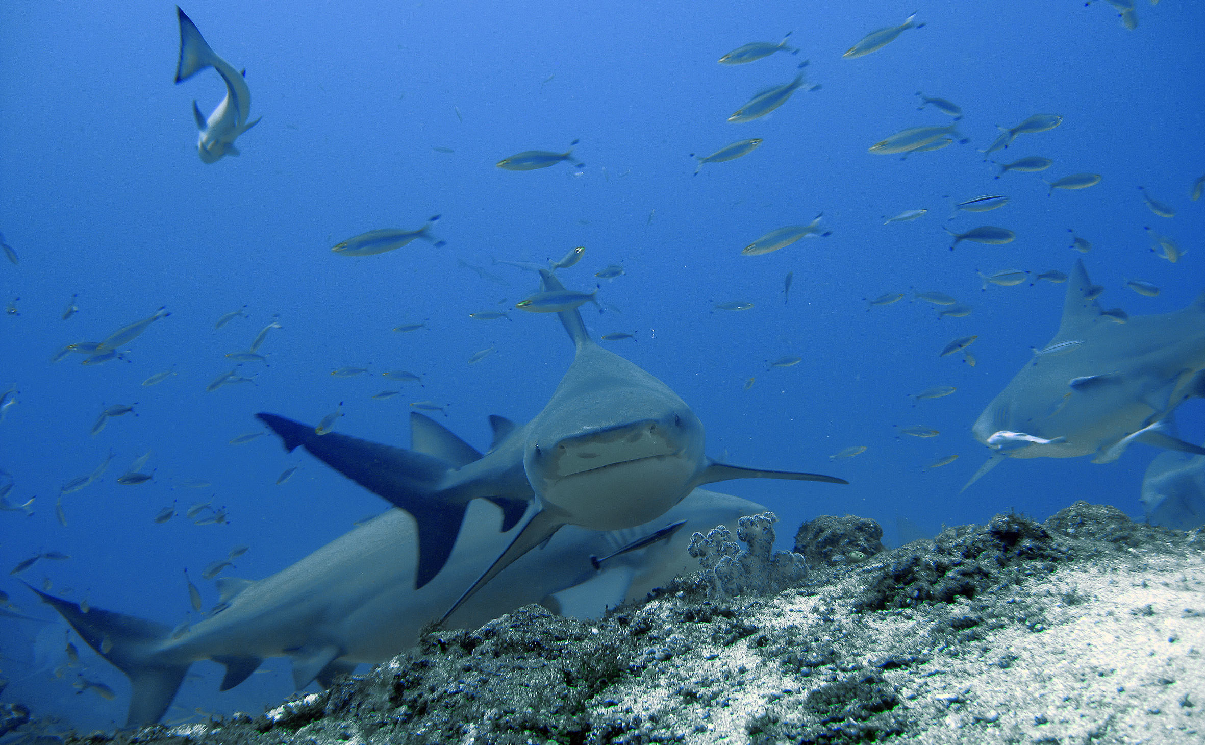 Bull sharks swimming