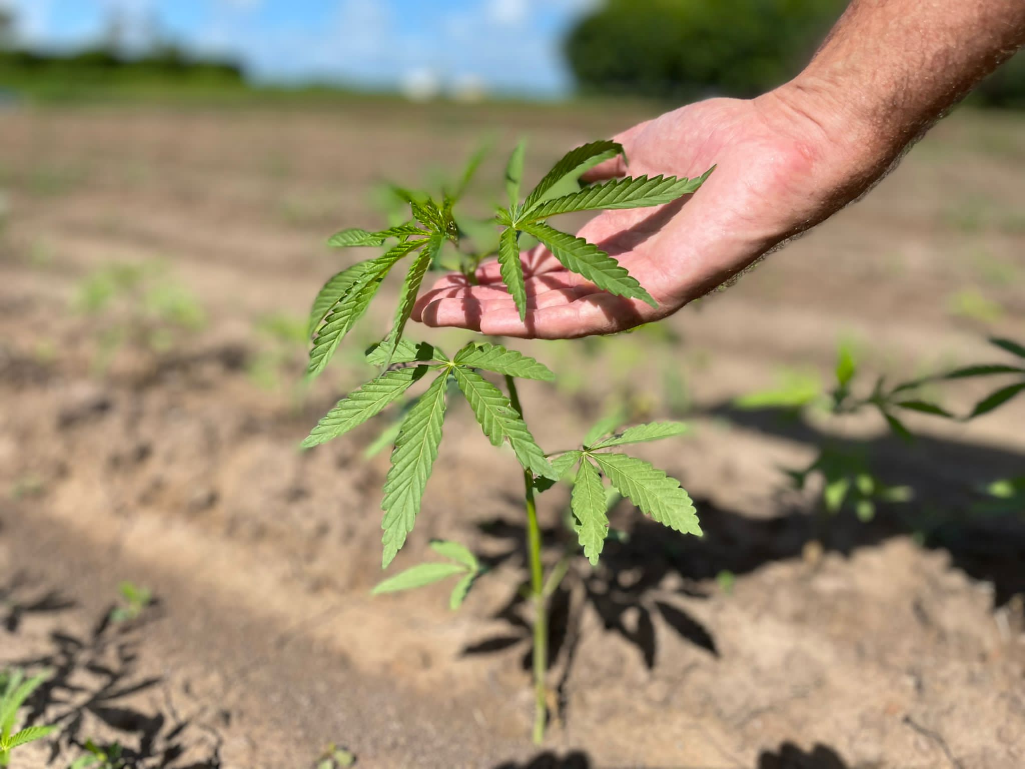 A crop sapling